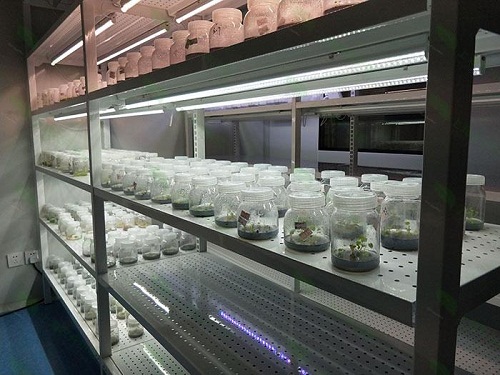 广西植物组织培养实验室设计建设方案